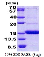Human CD300A (CLM-8)
