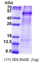 Human Cyclin-I (CCNI)