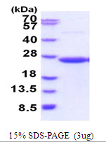 Human CD58