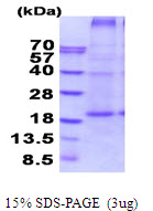 Human CD70