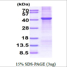 Human CNTFR Receptor alpha