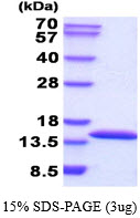 Human Cystatin-A (CSTA)