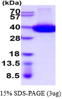 Human CD38