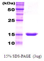 Human Granulocyte-Colony Stimulating Factor (G-CSF)