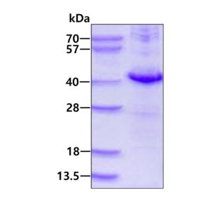 Human DUSP10