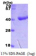 Human D Amino Acid Oxidase