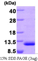 Human C-C Motif Chemokine 22 (MDC)