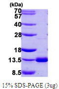 Human Dynein light chain