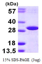 Human DCUN1D2