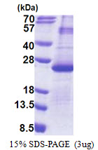 Human Dual Specificity Protein Phosphatase 26 (DUSP26)