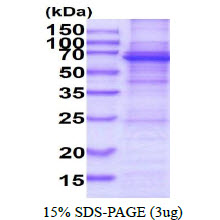 Human DDX56