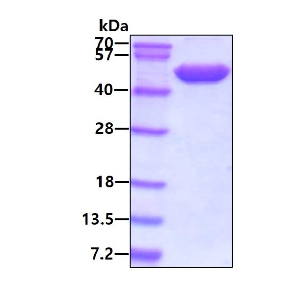Human Enolase 2