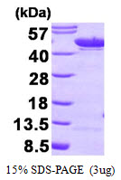 Human Enolase 1