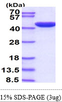 Human ERK2