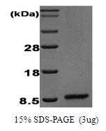Human Epidermal Growth Factor  (EGF)
