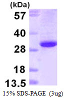 Human Ephrin B1