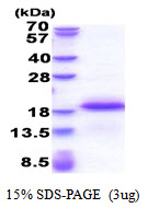 Human EAF1