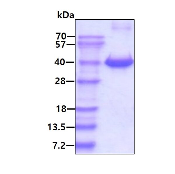 Human FKBP6