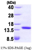 Human FKBP12