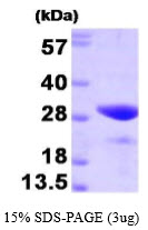 Human FKBP25