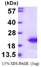 Human FGF1