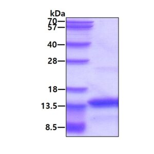 Human FDCSP
