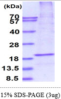 Human Fas Ligand