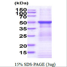 Human FUCA2