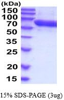 Human FLRT3