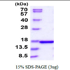 Human FGF2