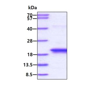 Human GLIPR2
