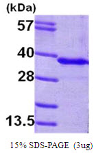 Human GNMT