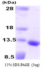 Human Growth Differentiation Factor 10 (GDF-10)