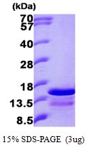 Human Ghrelin
