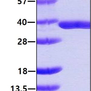 Human GLOD4