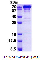 Human GRP78