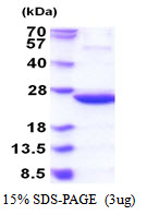 E.coli IDNK