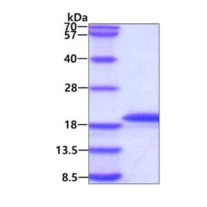 Human Growth Hormone