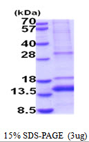 Human GDF-11