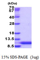 Human HSBP1L1