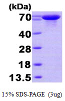 Human Heat Shock 70 kDa Protein B (HSP70B)