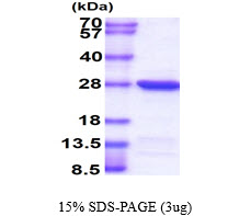 Human HSPC150