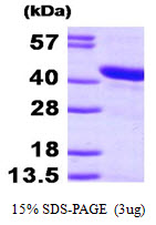 Human HSPBP1