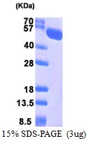 Human Heat Shock Protein 70kDa Family Member 13 (HSPA13)