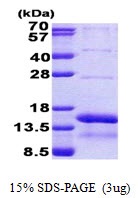 Human HB-EGF