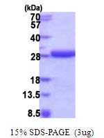 Human HDDC2
