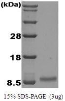 Human Insulin-like Growth Factor-1 (IGF-1)