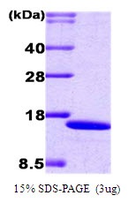 Human Interferon Regulatory Factor 2 (IRF-2)