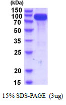 Human ICAM-1