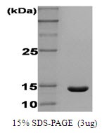 Human Interferon-gamma (IFN-gamma)